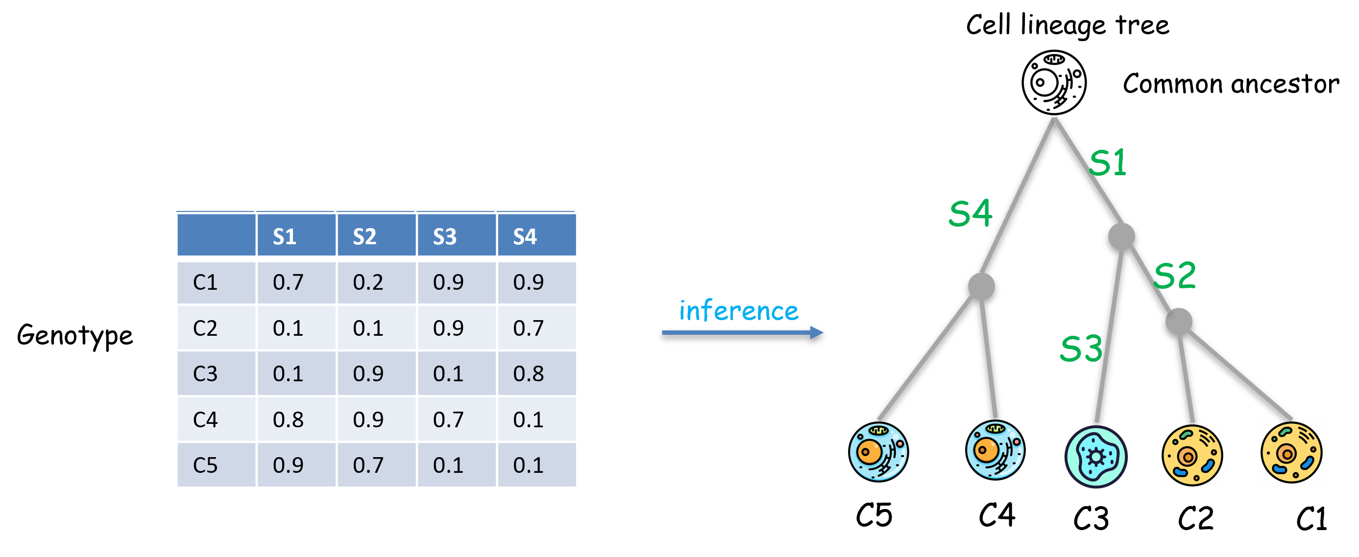 ScisTree2 infers a cell lineage tree from noisy genotype