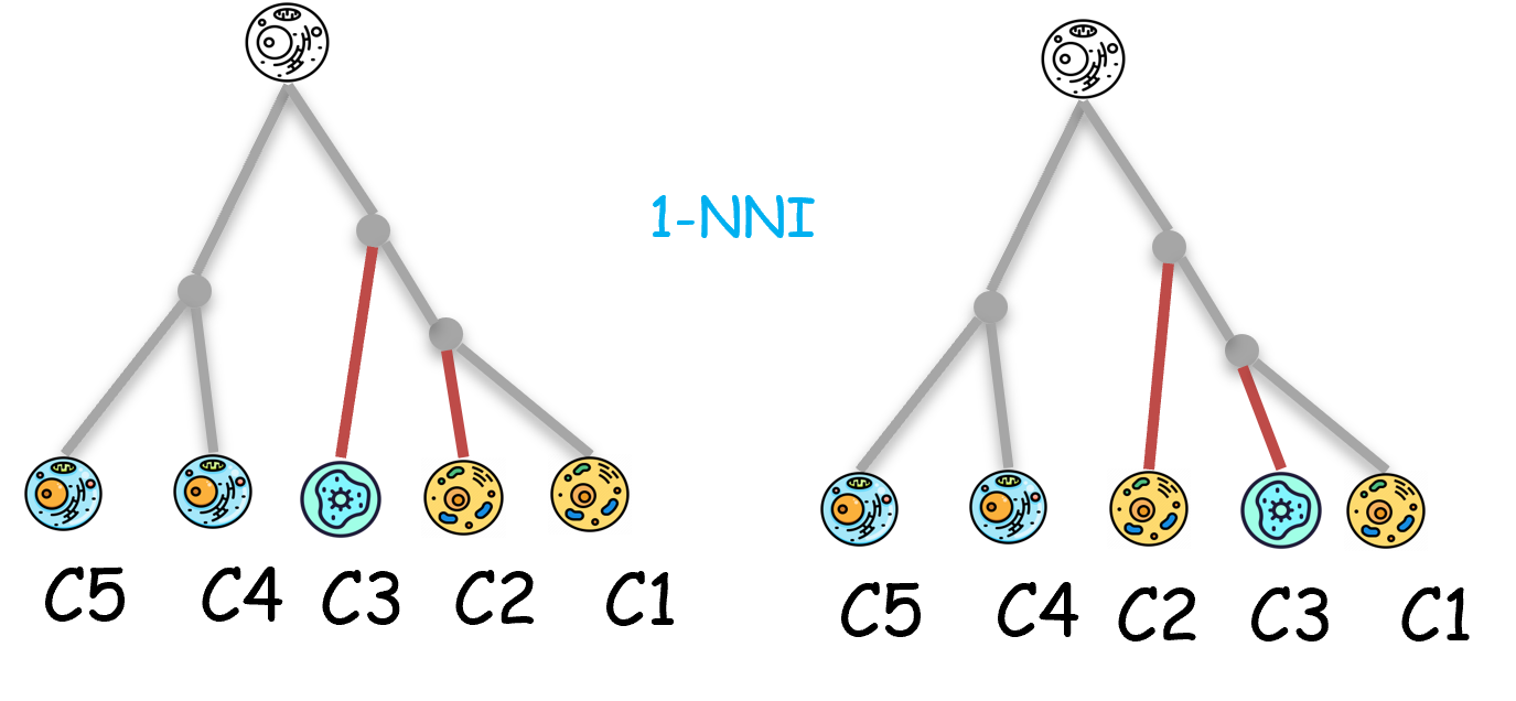 Nearest neighbor interchange