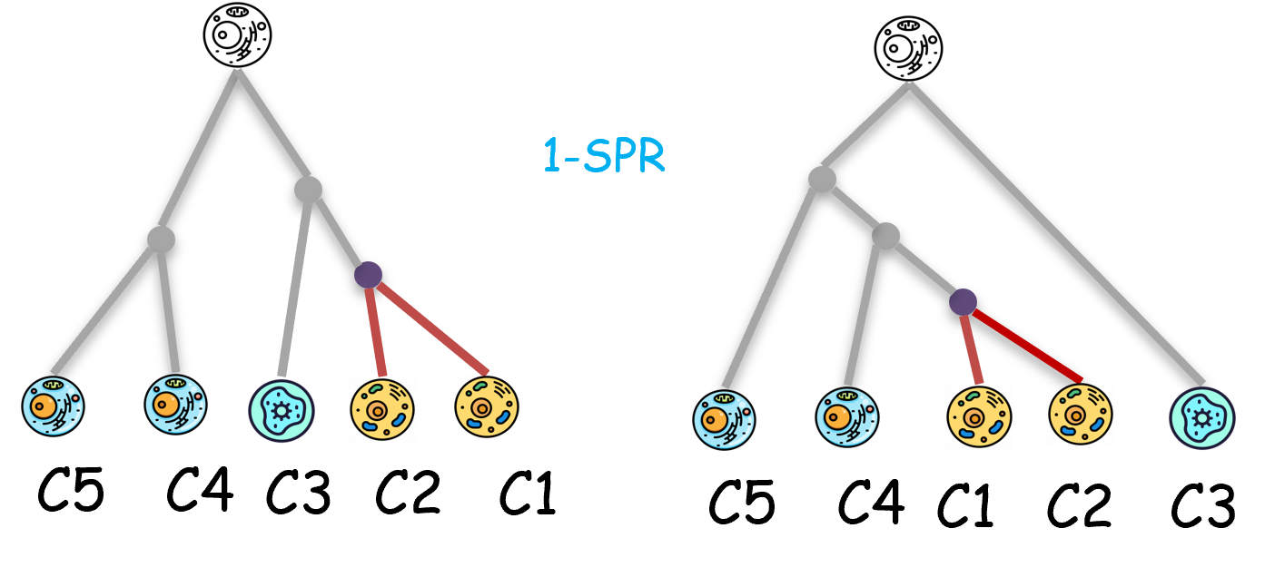 Subtree prune and regraft